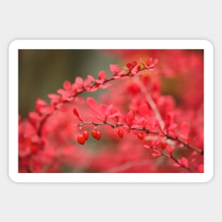 Close-up of red barberry in autumn Sticker